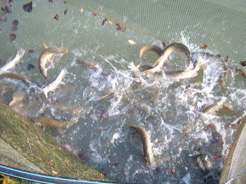  carpes brochets 15 36150 Vatan