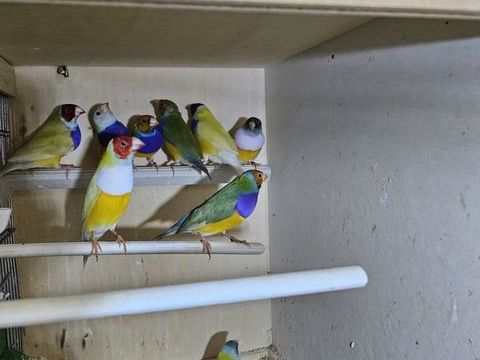 diamant gould mâle 35 94440 Marolles-en-brie