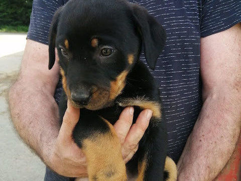 CHIOTS Beaucerons 0 35330 Bovel