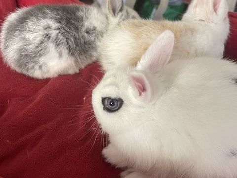 lapins extras nains 50 83100 Toulon