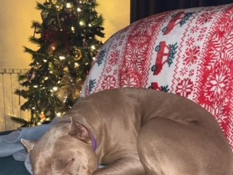 Chien ELECTRA &agrave; l adoption 250 26800 Ambonil