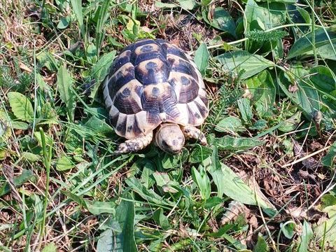 Tortues grecques de 2 ans 50 13570 Barbentane