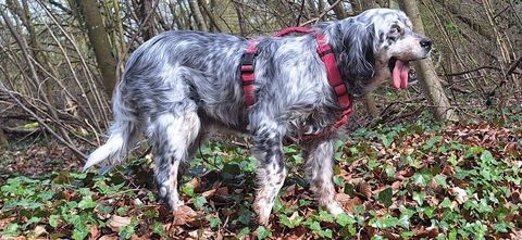 Tina,9 ans,cherche de bons adoptants 150 60550 Verneuil-en-halatte