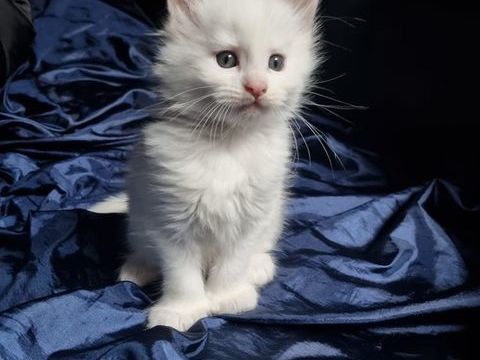 Apollon maincoon LOOF  1300 89210 Brienon-sur-arman�on