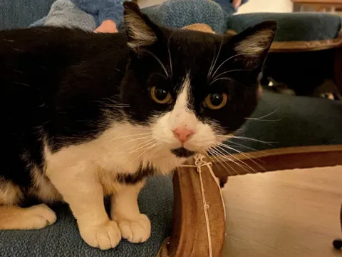 Paddington 170 44000 Nantes