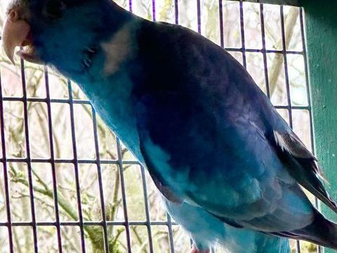 Male barnard bleu cobalt 1 24000 Périgueux