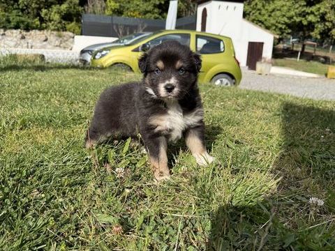 Chiots berger australien 1000 11250 Greffeil