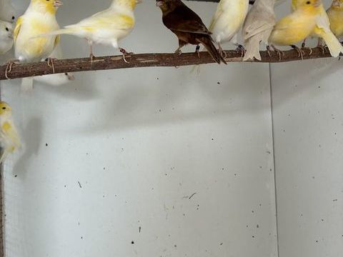 Canaris 35 68730 Blotzheim