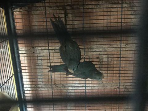 kakariki et perruches 45 67440 Marmoutier