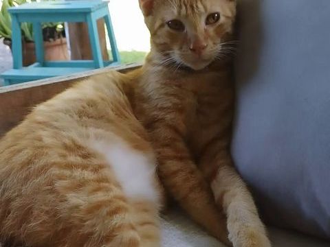 ✨️ NIRO ✨️ 🐱 210 30000 Nîmes
