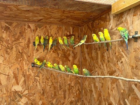 Perruches ondul&eacute;es 6 35370 Argentr�-du-plessis