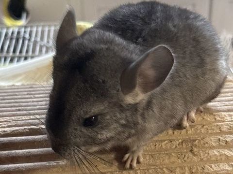 de petit chinchilla b&eacute;b&eacute; 60 78100 Saint-germain-en-laye