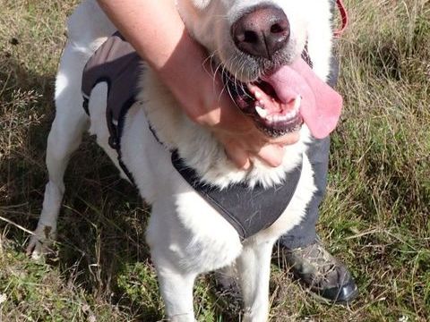 Orna à l'adoption 300 71000 Flace les macon