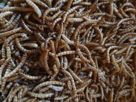 Vers de Farine S&eacute;ch&eacute; 15 67240 Bischwiller