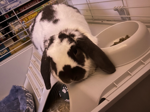 Lapin b&eacute;lier 120 17700 Surgères