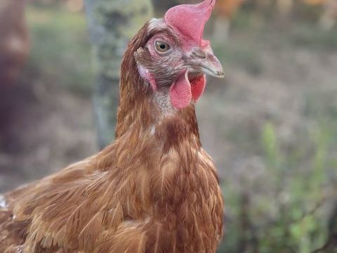 Poules pondeuses de r&eacute;forme 2 67600 Ebersheim