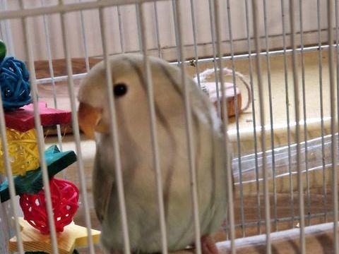 Inséparables roseicolis 0 06330 Roquefort-les-pins