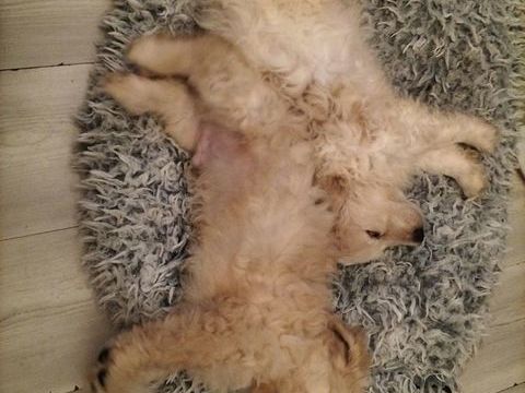 A donner a personne sérieuse et aimante 0 66000 Perpignan