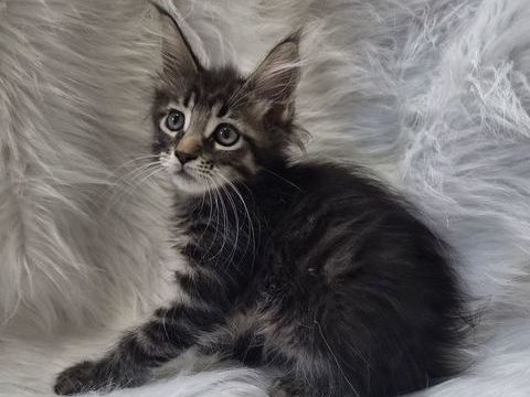 A reserver magnifiques chatons maine coon non loof 750 12240 Colombiès