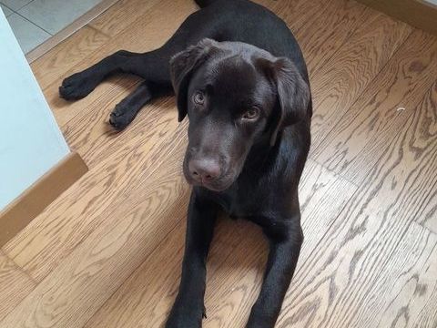 Labrador chocolat 0 59553 Esquerchin