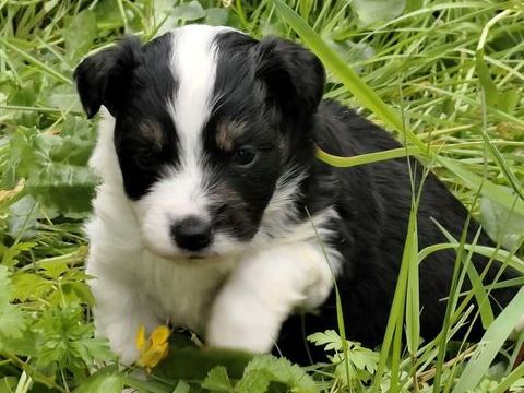 berger americain miniature LOF 1600 85440 Avrill�