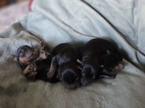 CHIOT YORSHIRE TERRIER 1500 49300 Cholet