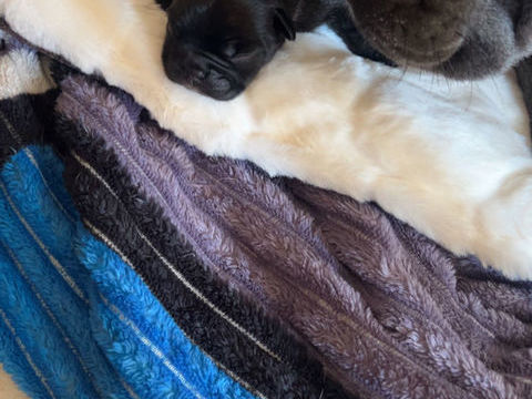 Bouldogues Francais 1100 50800 Sainte-c�cile