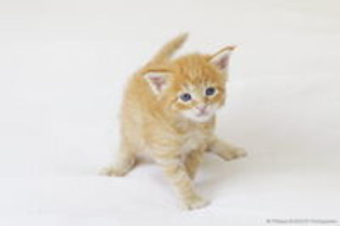   4 magnifiques chatons Maine Coon 