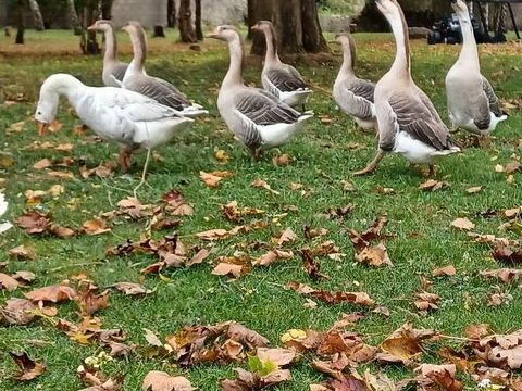 Animaux 50 28310 Mrouville