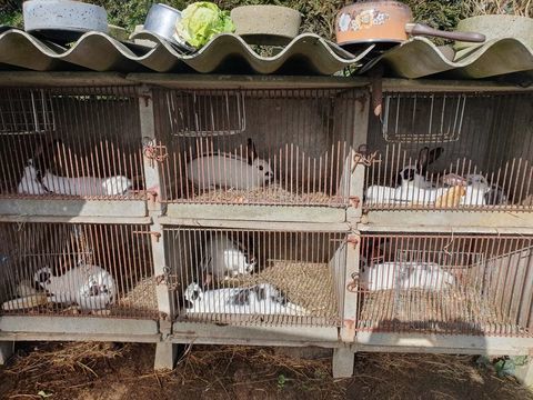 lapins papillons fran&ccedil;ais 
30 56130 Nivillac