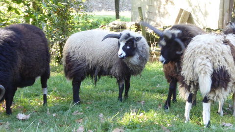 Mouton b&eacute;lier Manx &agrave; 4 cornes 120 35190 Miniac-sous-b�cherel