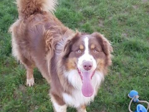 M&acirc;le BERGER AUSTRALIEN pour saillie 250 80200 P�ronne