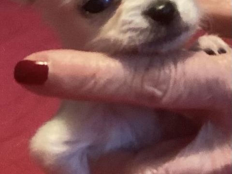 miniature chihuahua de pure race 1200 75013 Paris