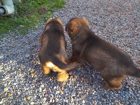 chiots berger allemand 700 02100 Lesdins