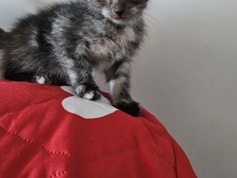 PLUSIEURS CHATONS, plusieurs couleurs 590 84250 Le thor