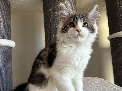 Chaton Maine coon LOOF 1000 83100 Toulon