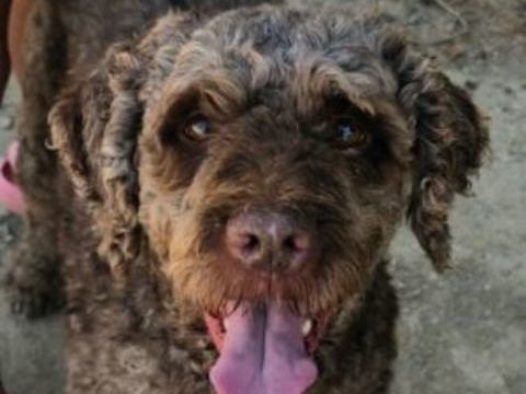 SIMBA 300 27620 Gasny