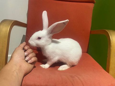 TEYLA, adorable lapine &agrave; adopter via l'association UMA 80 44120 Vertou