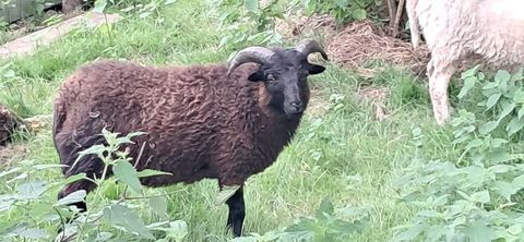 Moutons m&acirc;le Ouessant 1 noire 30 35610 Sains