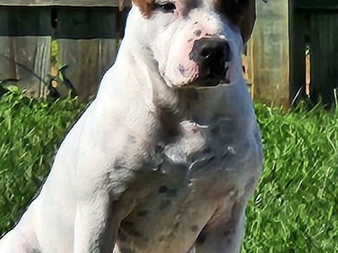 Saillie staffie 400 42155 Pouilly-les-nonains