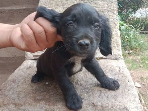 Cocker 0 71220 Saint-bonnet-de-joux