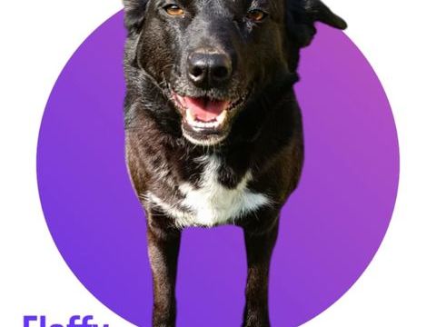 Notre adorable tripattes FLAFFY cherche sa famille pour la vie 300 28250 Senonches