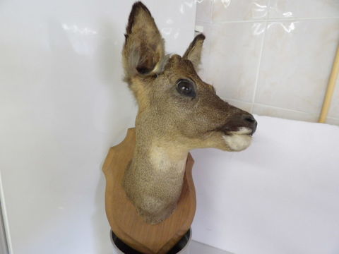  Tête de chevreuil 25 51400 Mourmelon-le-grand