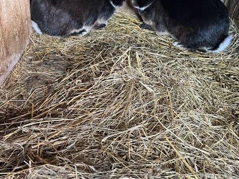 Lapin Chèvre 25 42140 Chazelles-sur-lyon