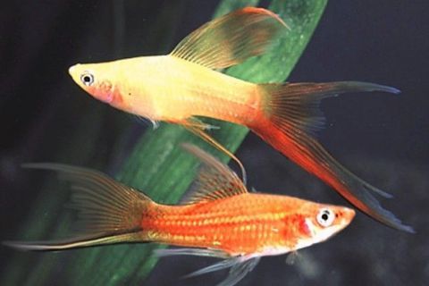 Magnifiques poissons Xypho voiles! 2 83190 Ollioules