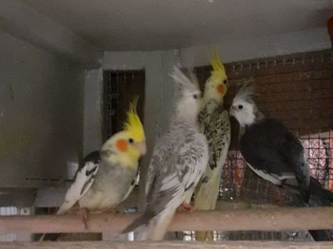 OISEAUX DE CAGES ET DE VOLI&Egrave;RES 30 22400 Lamballe