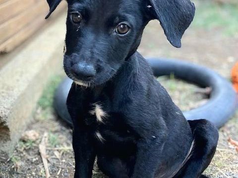 ✨️ MAKI ✨️ 🐶 290 91240 Saint-michel-sur-orge