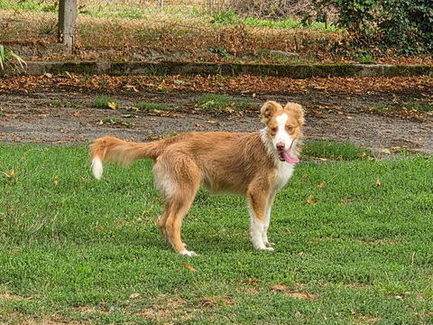 Chiots berger australien non lof 450 19450 Chamboulive