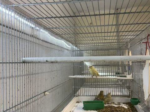 Canaris 40 16230 Saint-groux