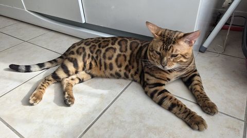 Chat bengal 18 mois entier 1100 10190 Estissac